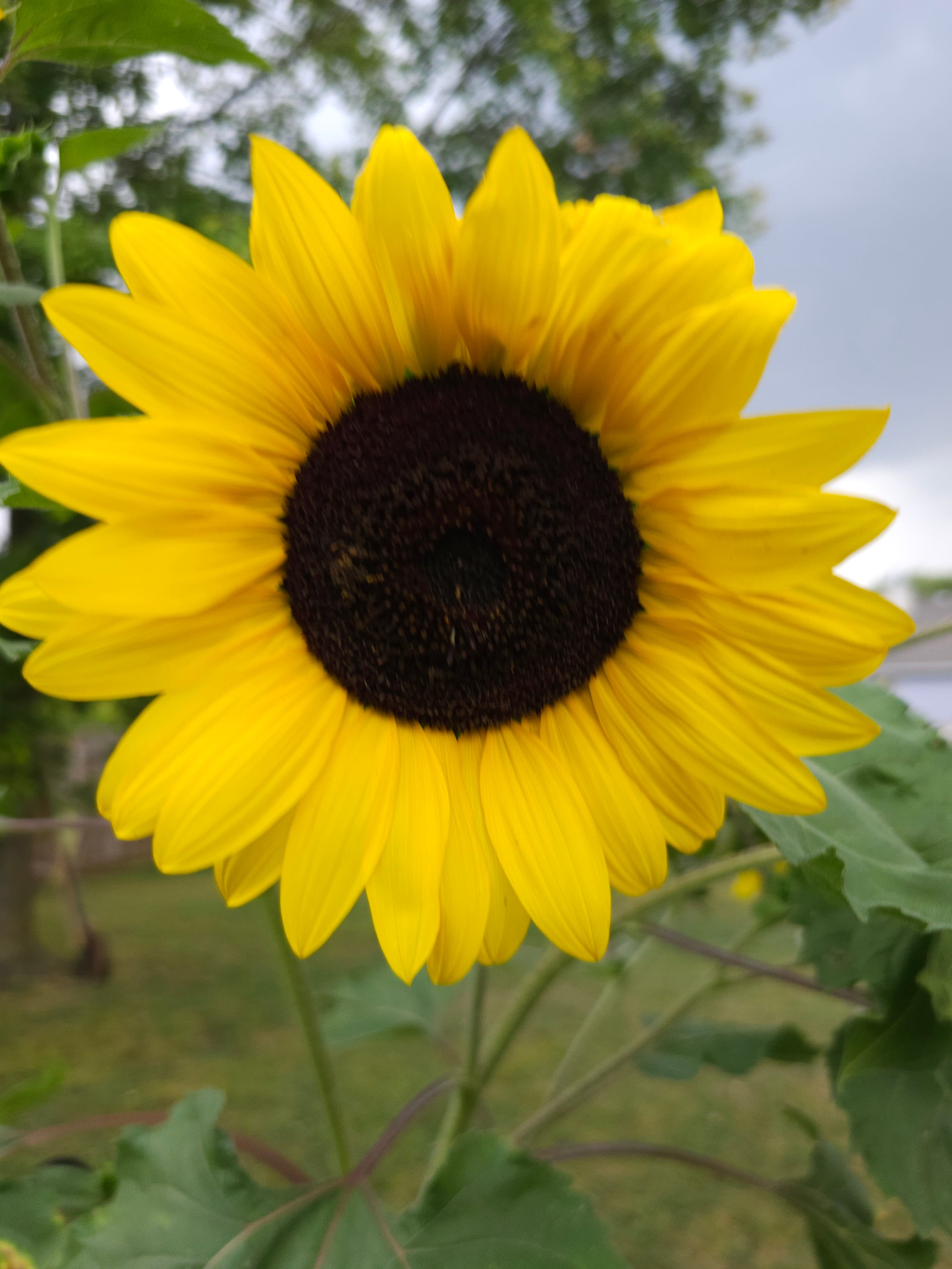 Mixed Sunflower Seeds