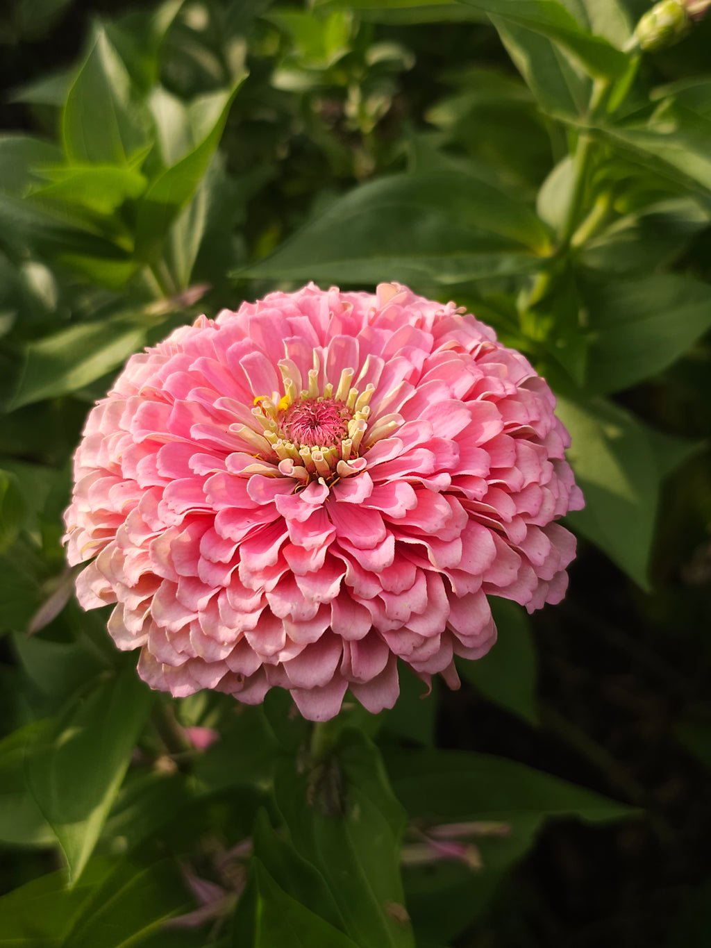 Double Zinnia Mix Seeds