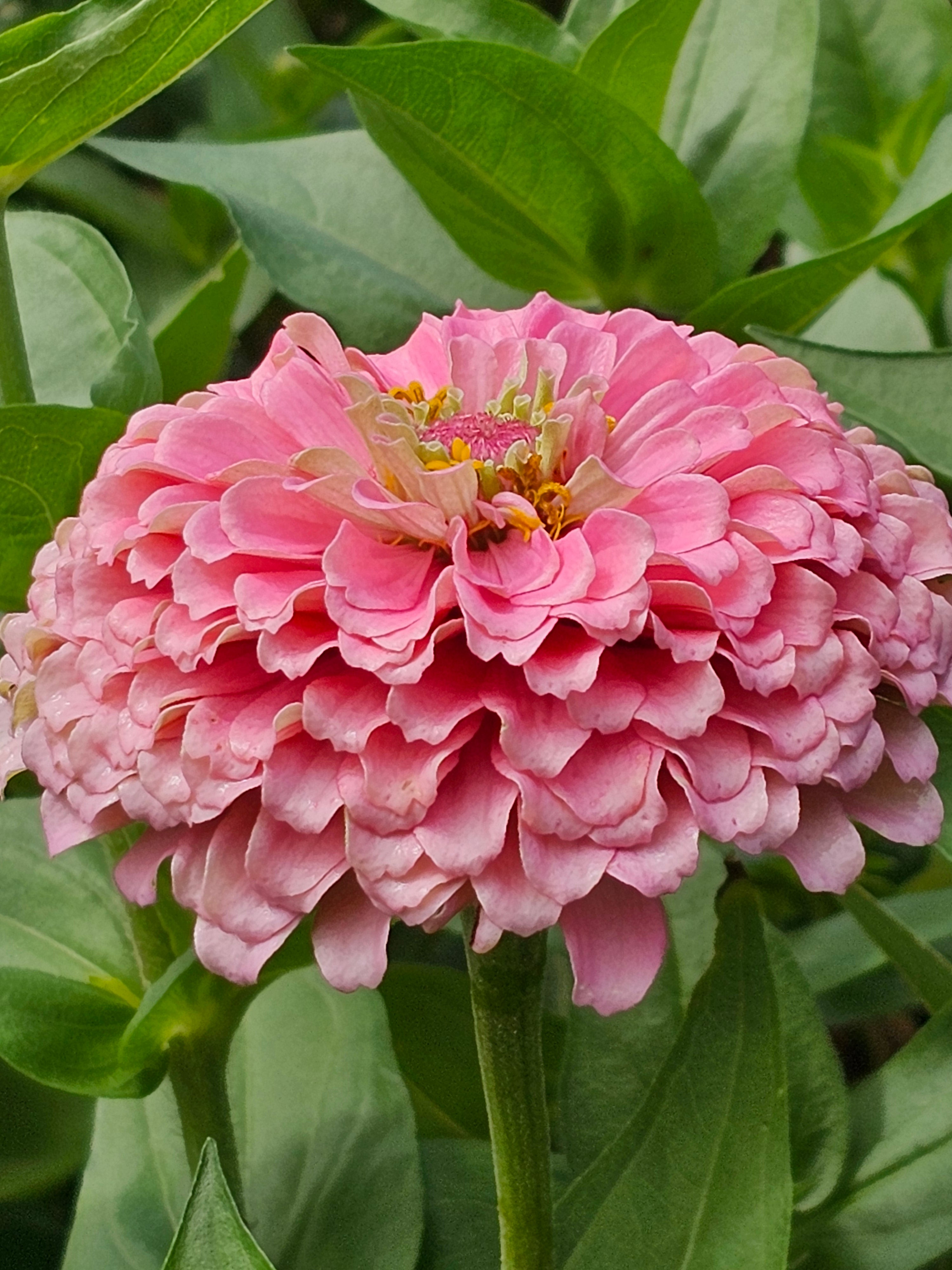 Double Zinnia Mix Seeds