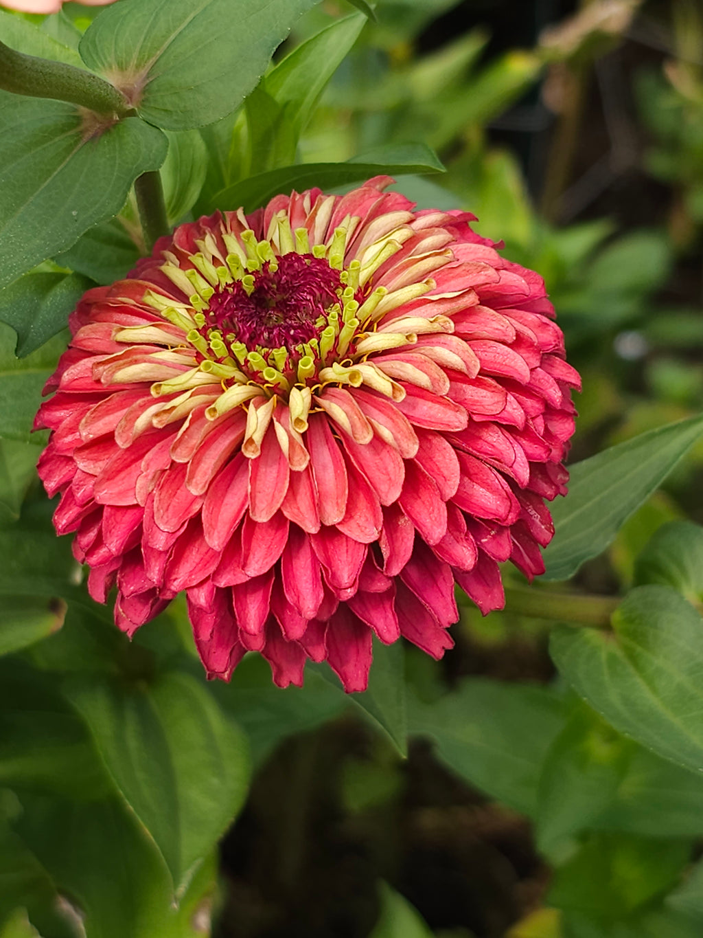 Double Zinnia Mix Seeds