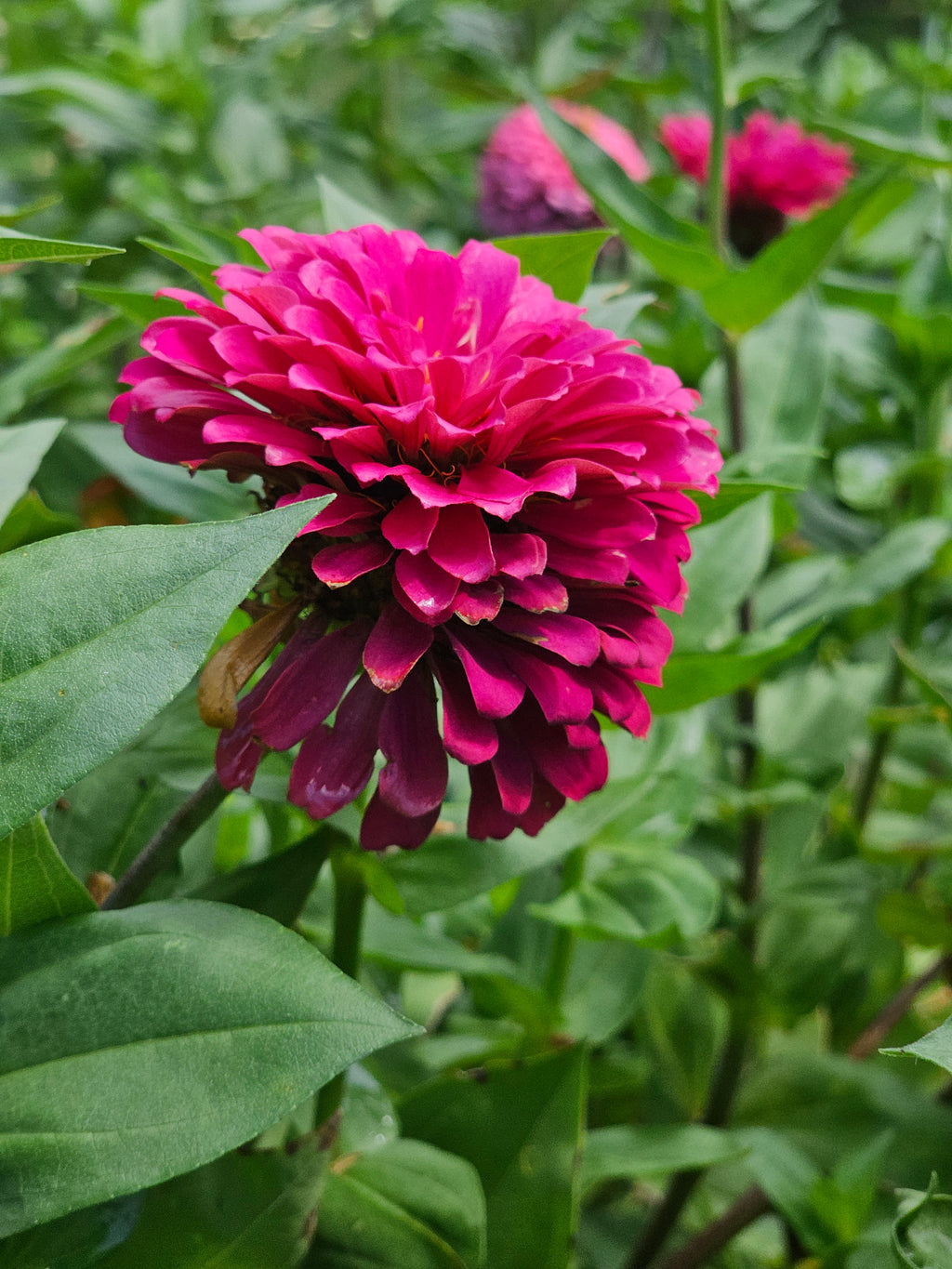 Double Zinnia Mix Seeds