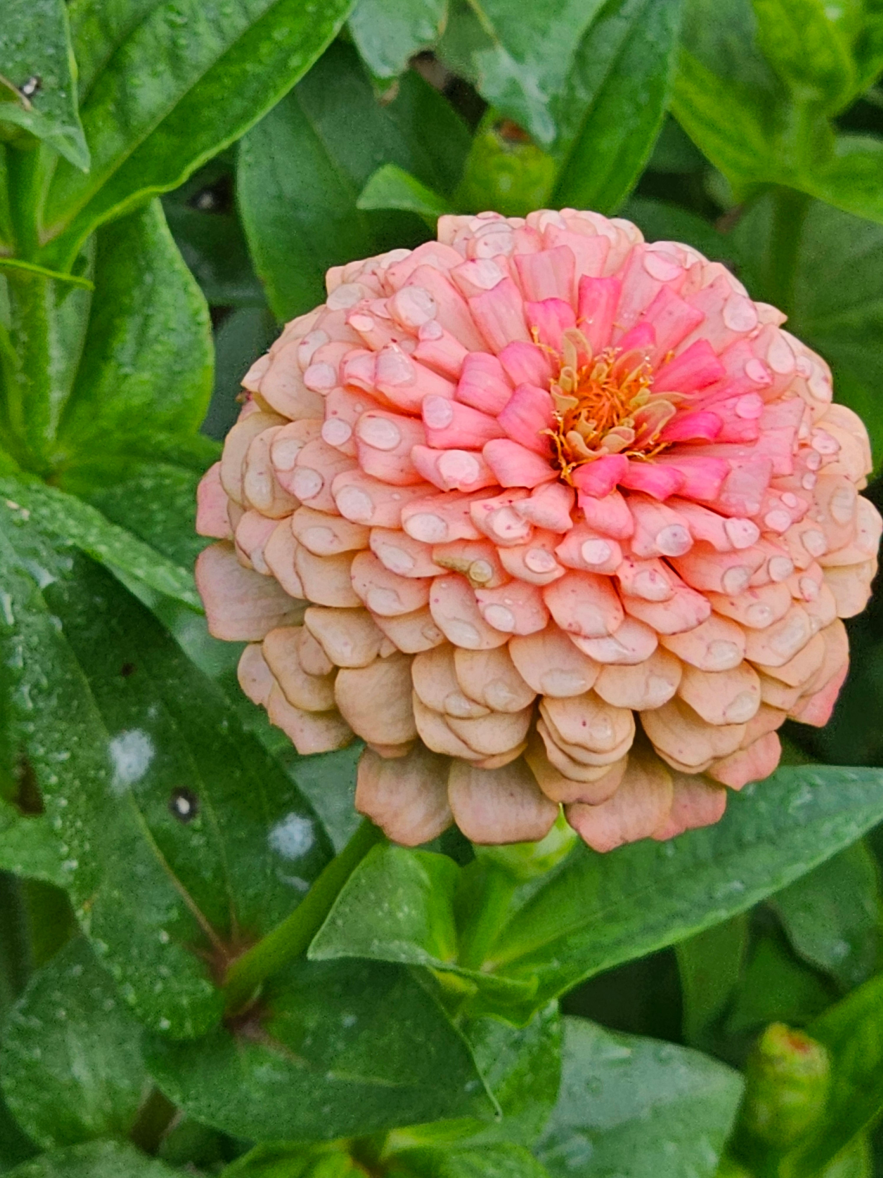 Double Zinnia Mix Seeds