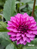 Versa
