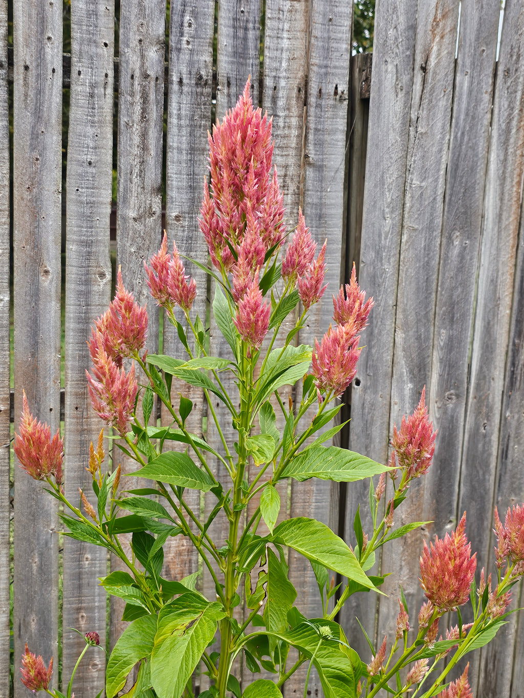 Summer Sherbet Celosia Seeds