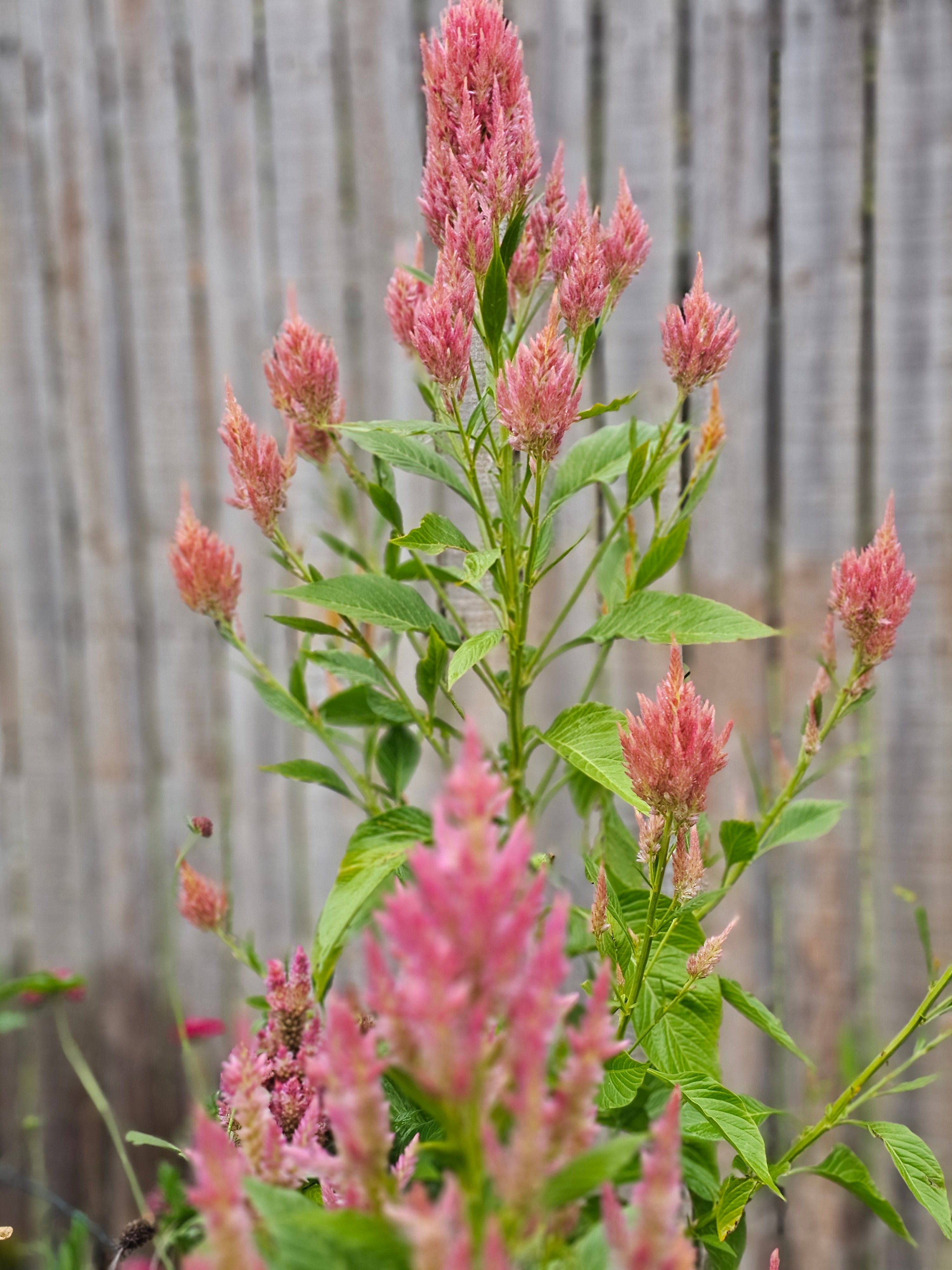 Summer Sherbet Celosia Seeds
