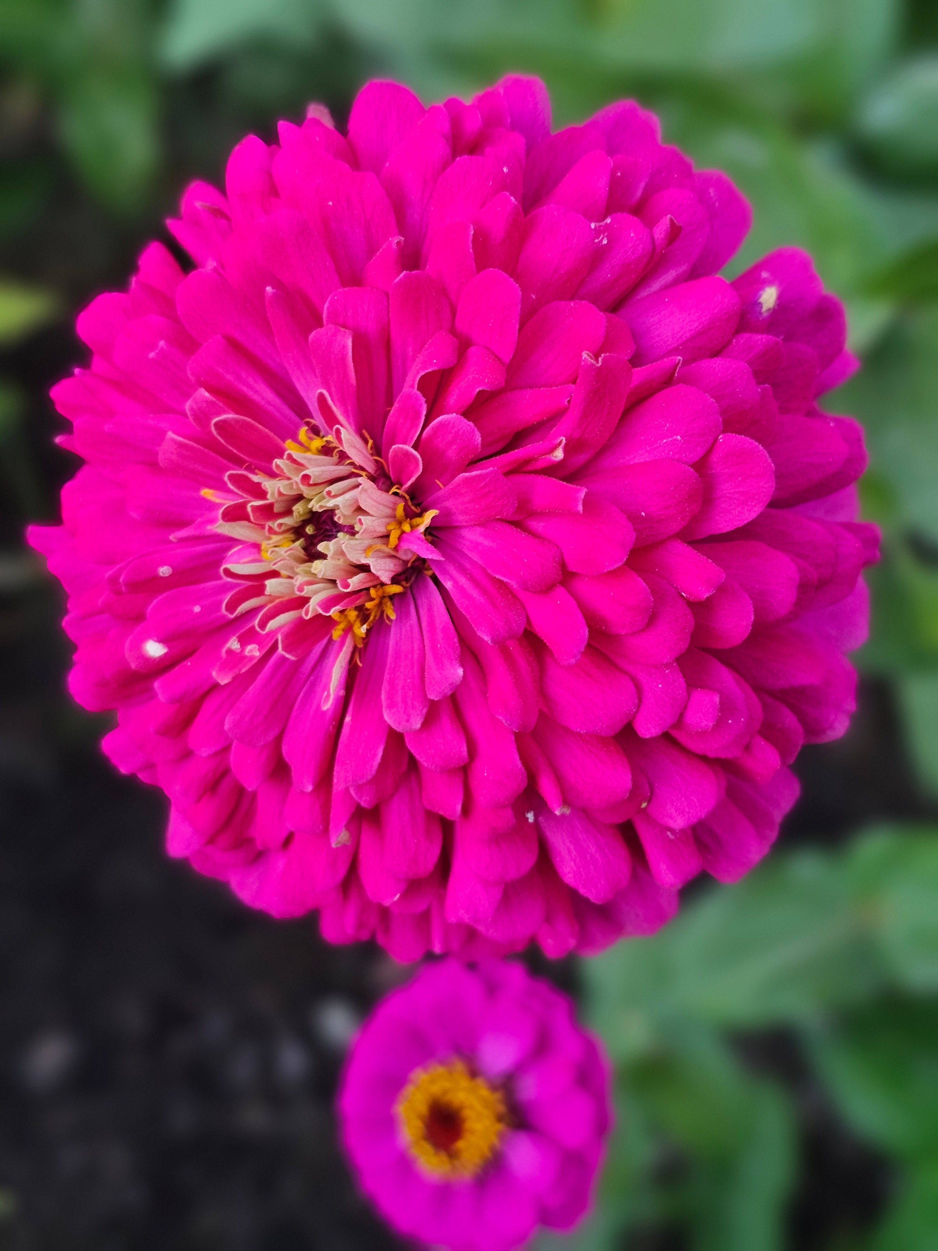 Double Zinnia Mix Seeds