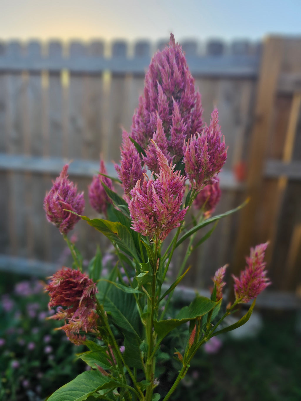 Summer Sherbet Celosia Seeds