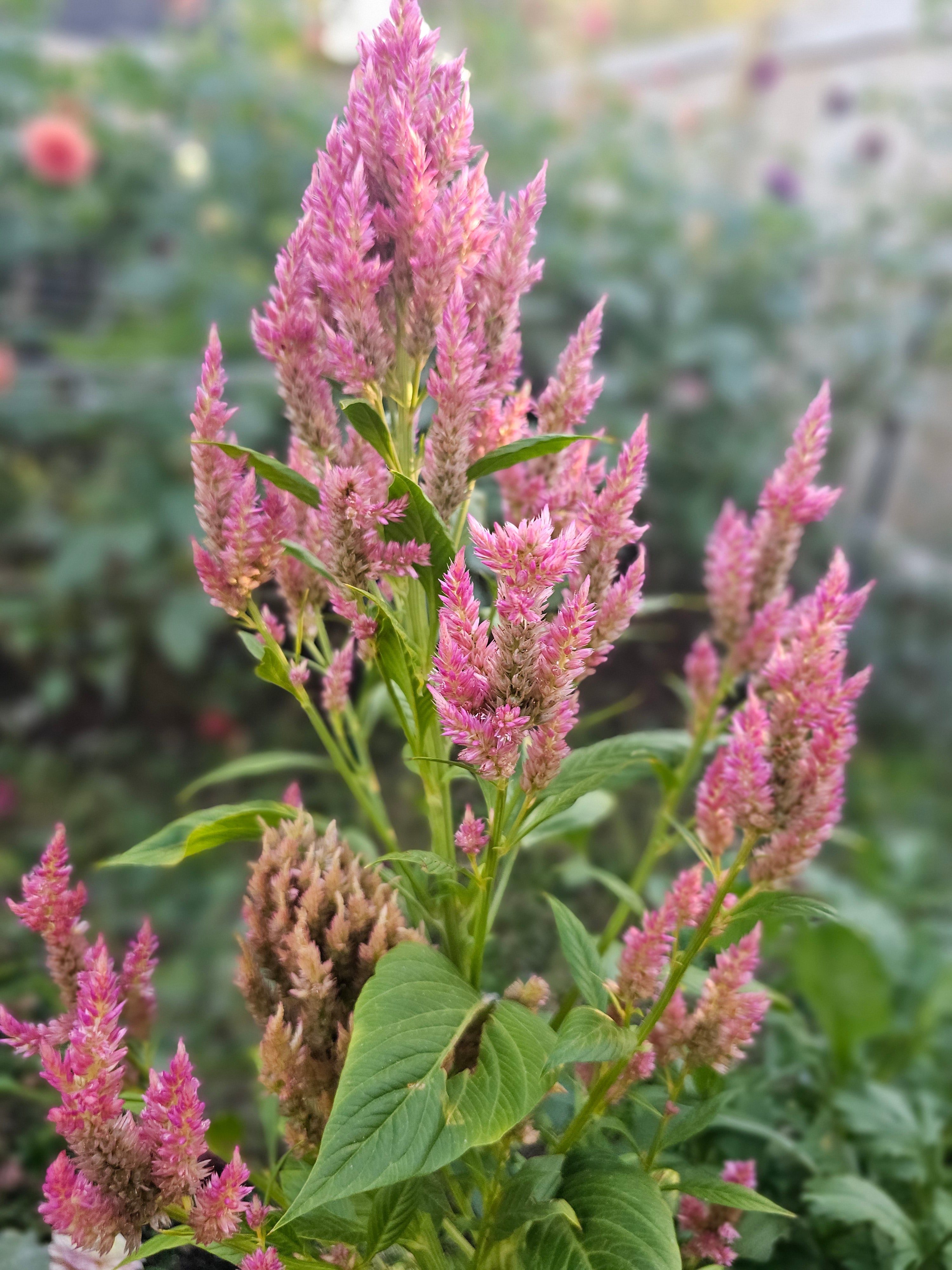 Summer Sherbet Celosia Seeds