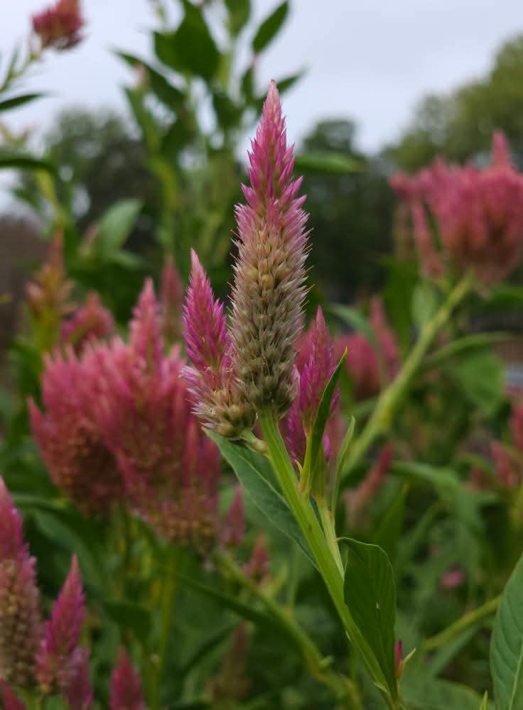 Summer Sherbet Celosia Seeds