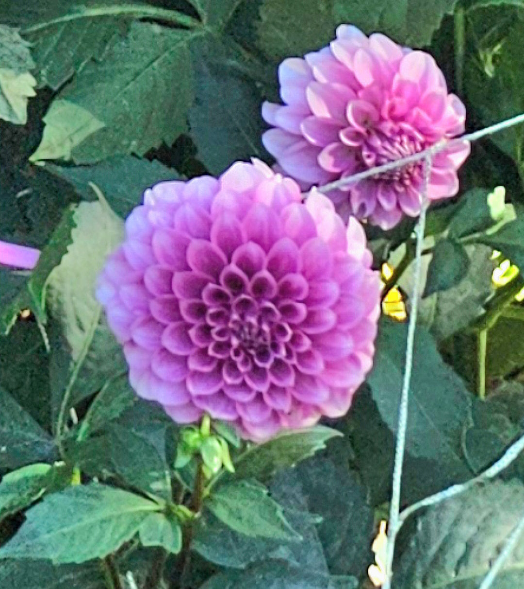 Levi's Confessor- Limit 1