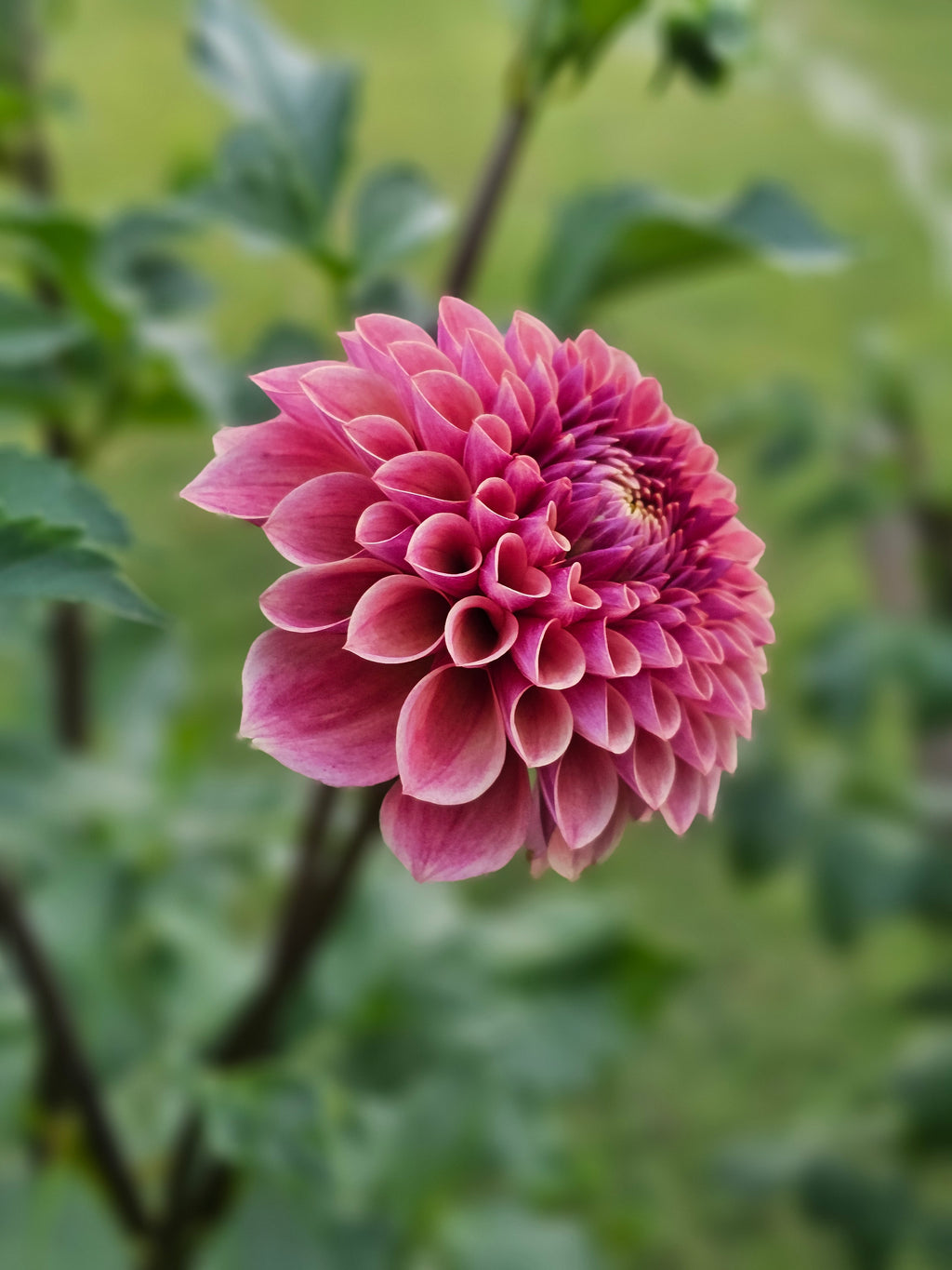 Levi's Tomato- Limit 1