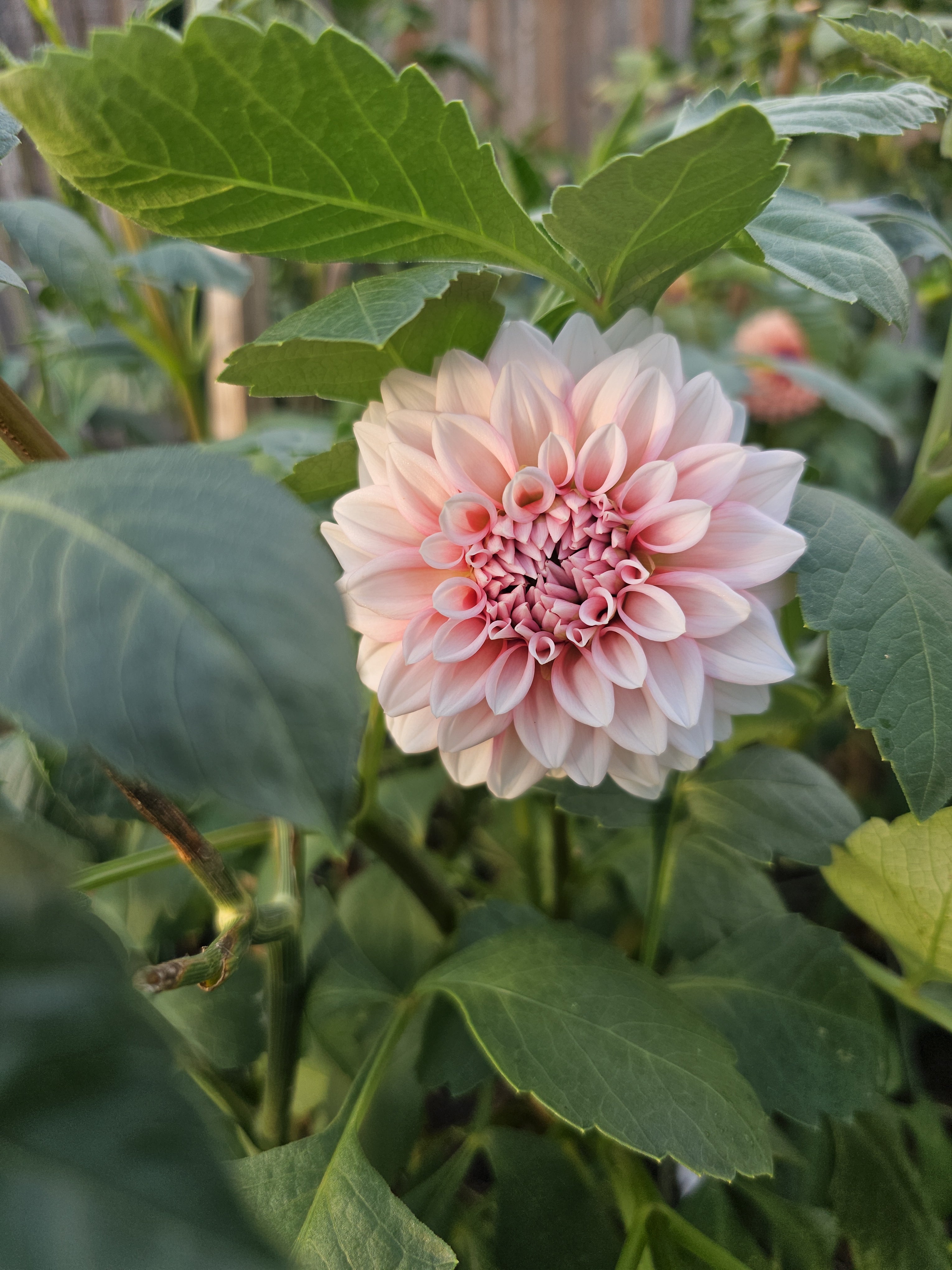 RM Baby Girl- Limit 1