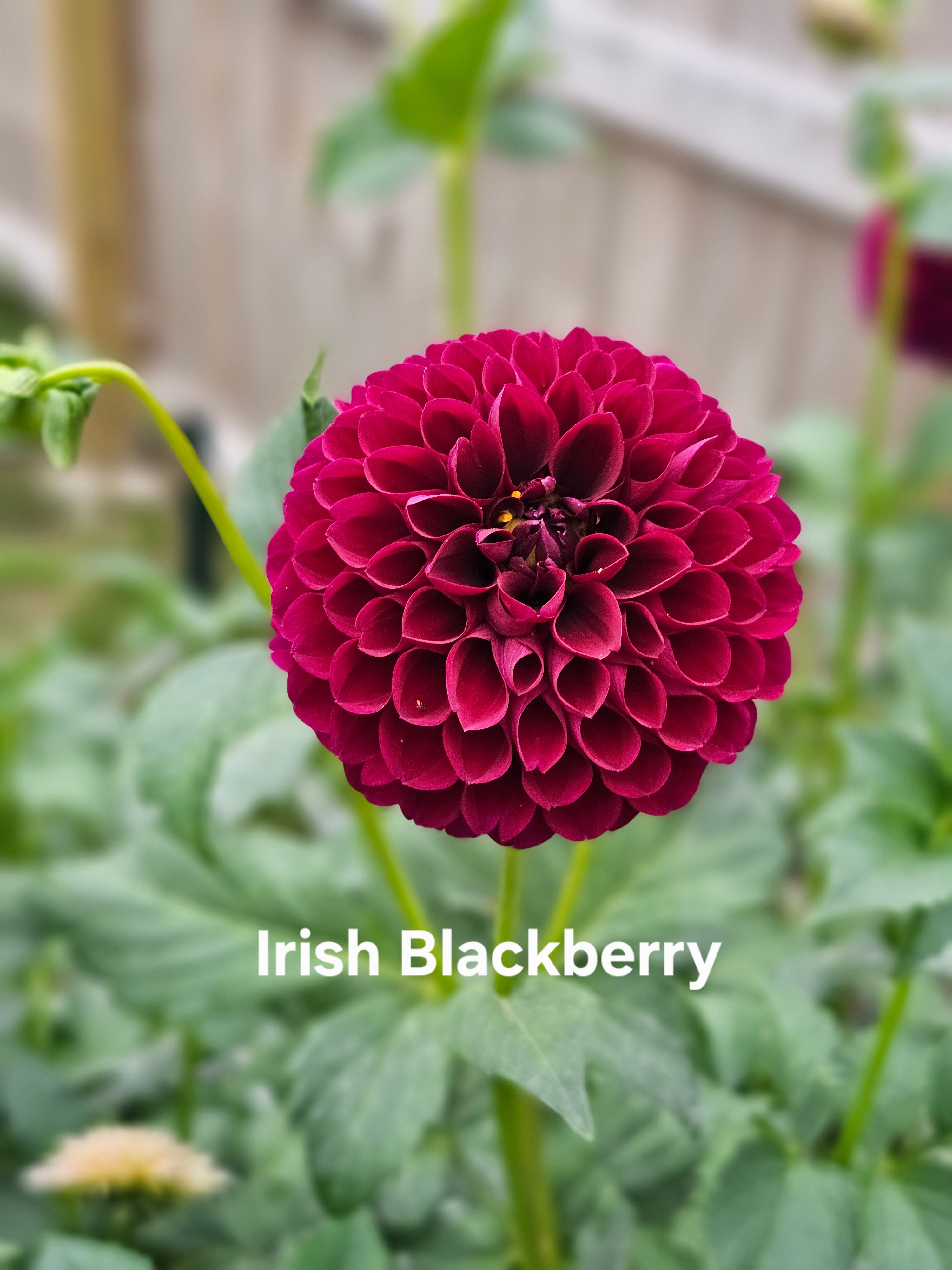 Irish Blackberry