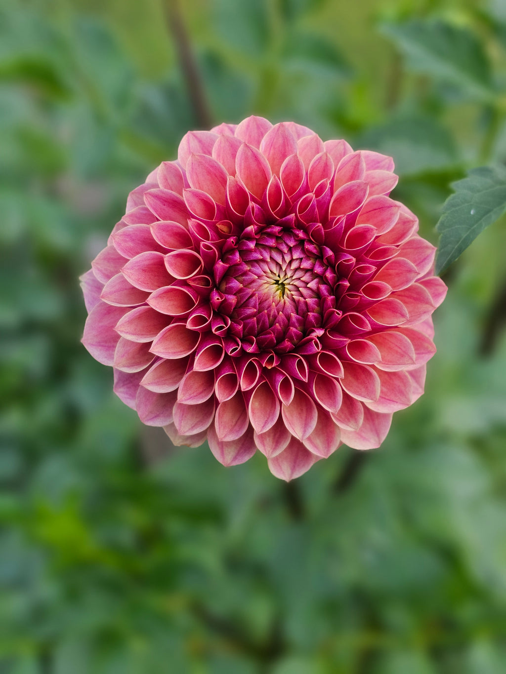 Levi's Tomato- Limit 1