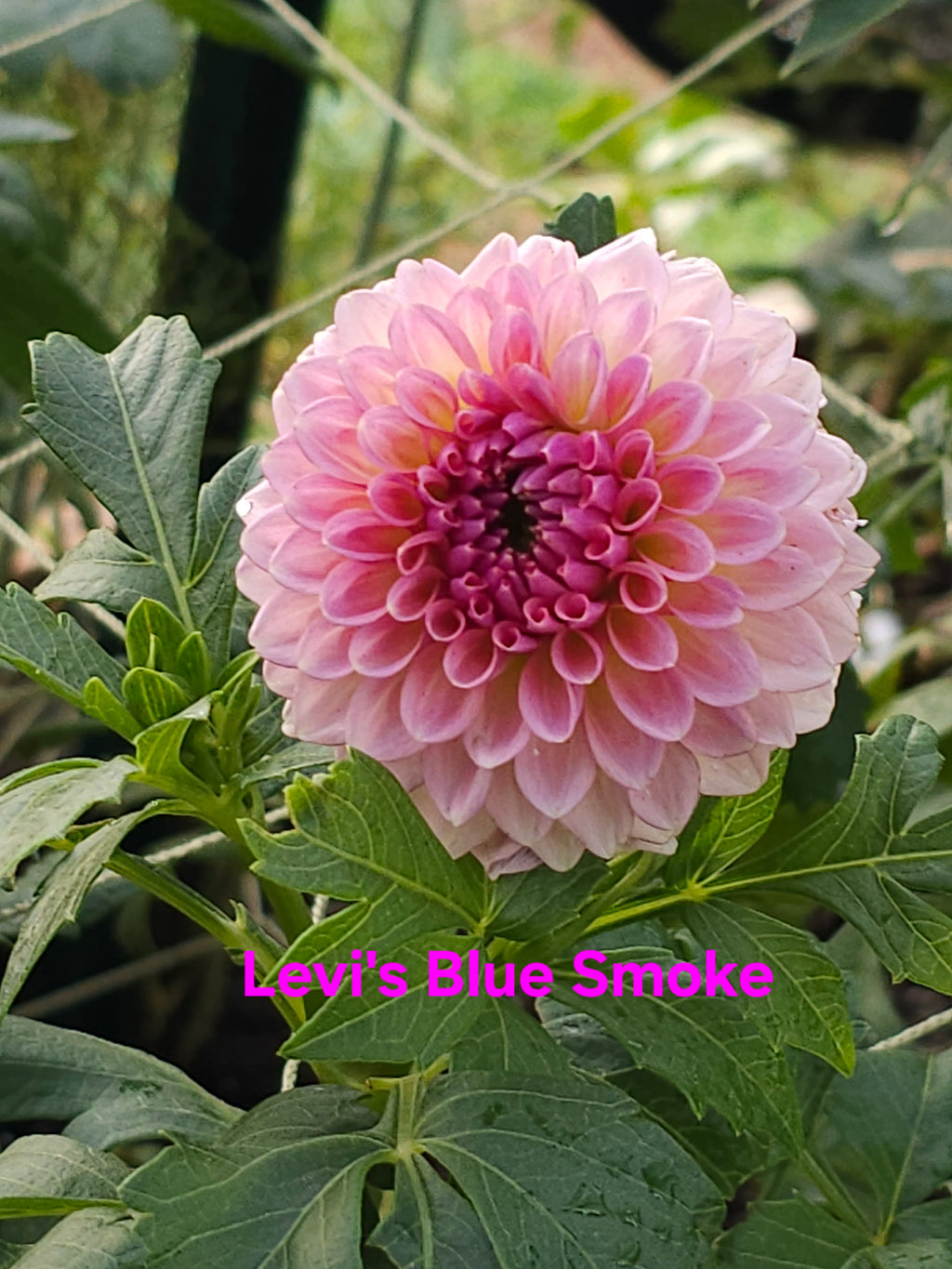 Levi's Blue Smoke
