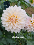Mocha Jake