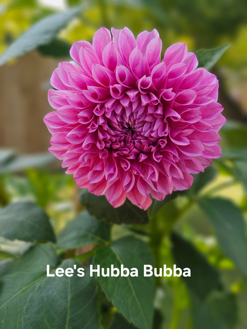 Lee's Hubba Bubba