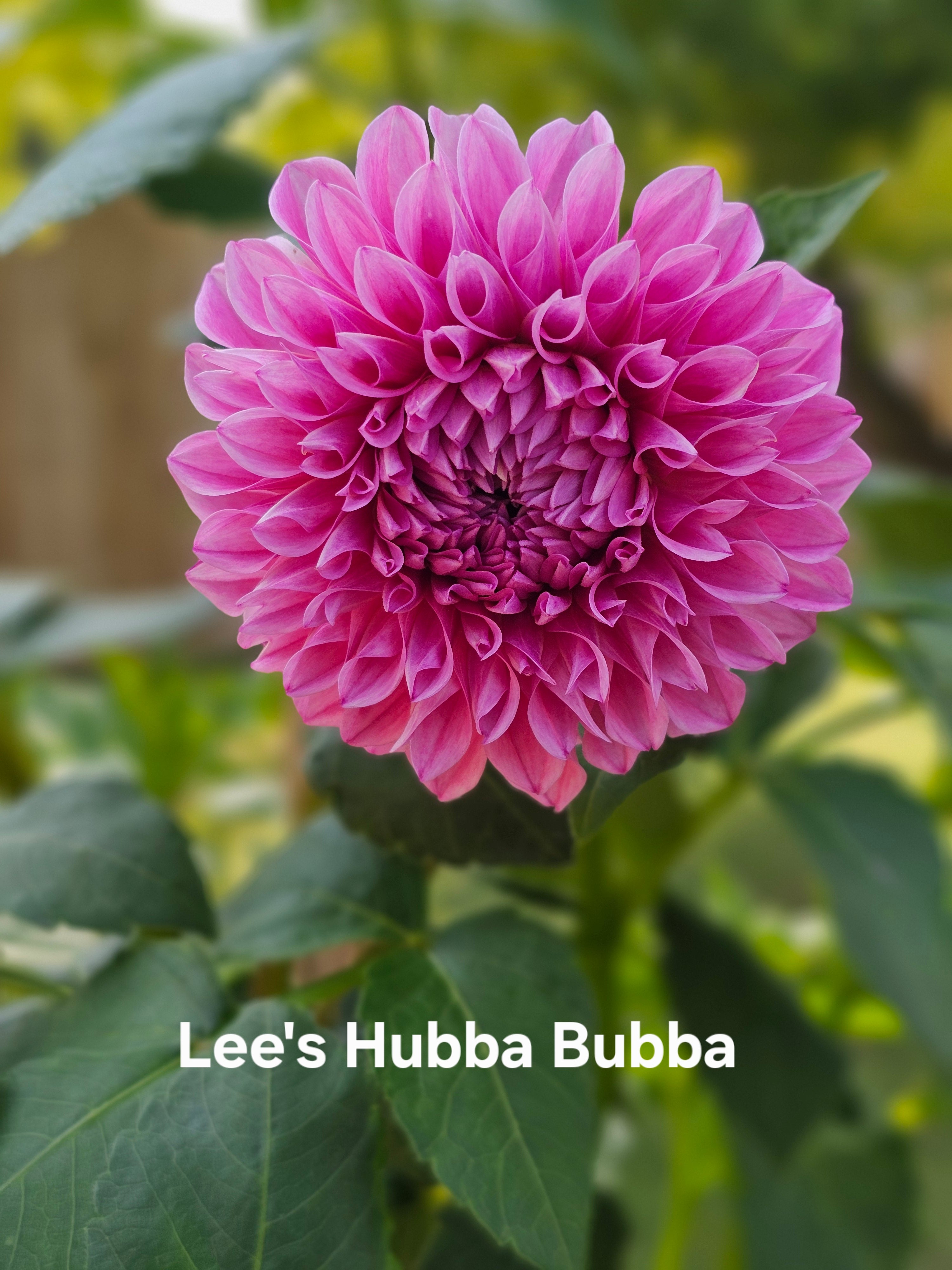 Lee's Hubba Bubba