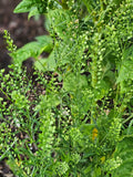 Green Dragon Cress Seed