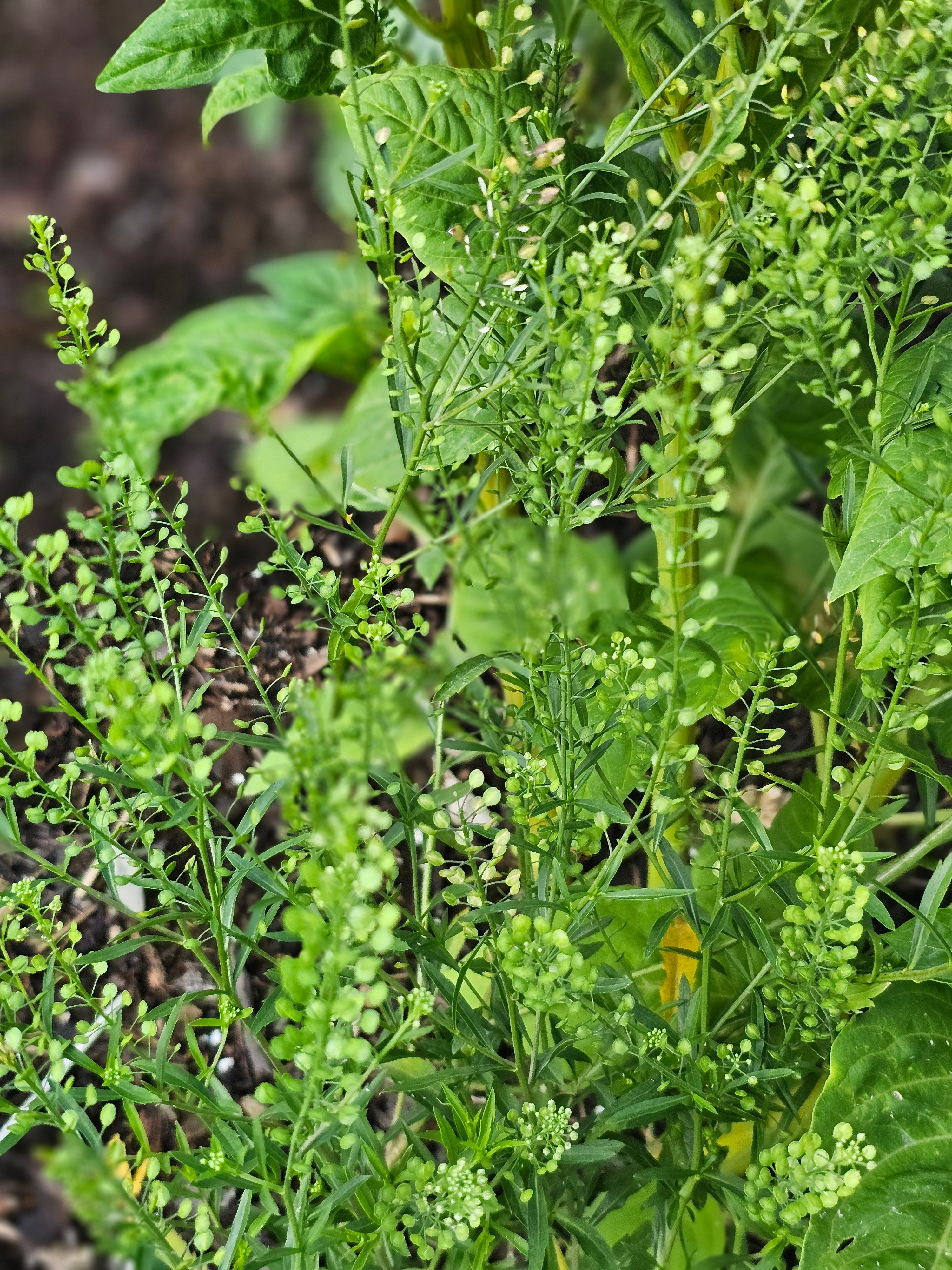 Green Dragon Cress Seed