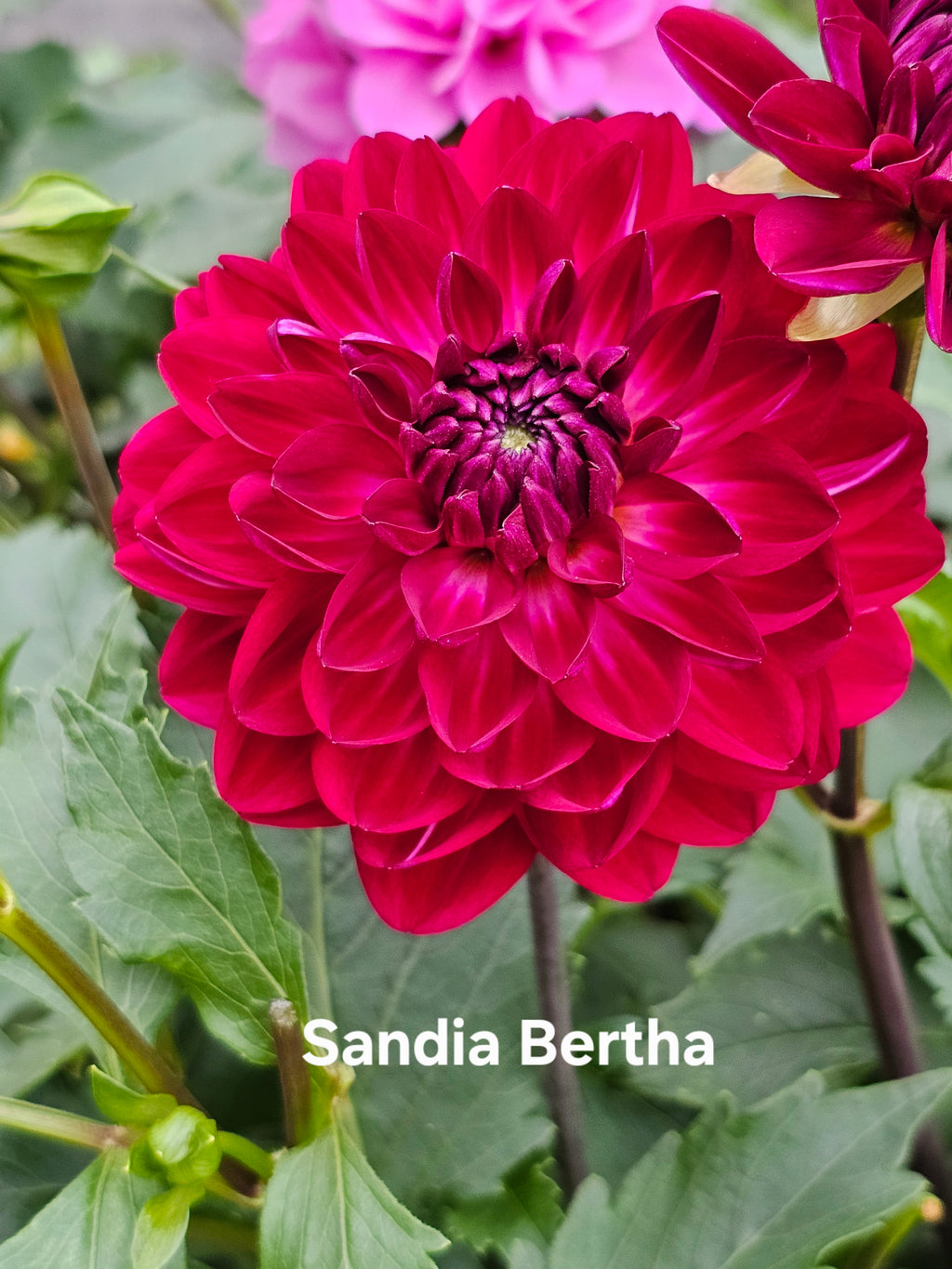 Sandia Bertha