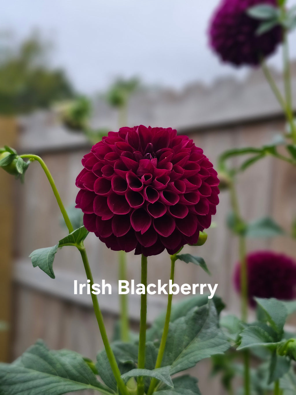 Irish Blackberry